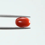 Red Coral - 345