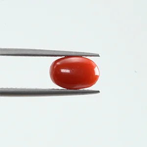 Red Coral - 345