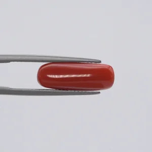 Red Coral - 1558