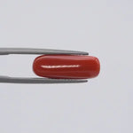Red Coral - 1558