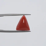 Red Coral - 323