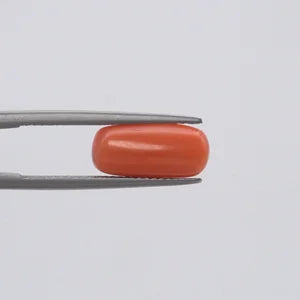 Red Coral - 147