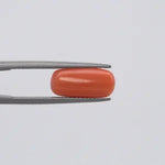 Red Coral - 147