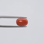 Red Coral - 1114