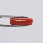 Red Coral - 1554