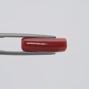 Red Coral - 1561