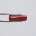 Red Coral - 1561