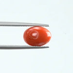 Red Coral - 1120