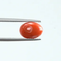 Red Coral - 1120